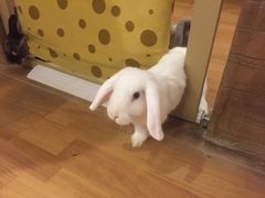 -猫猫幼稚园·撸猫·桌游·电玩