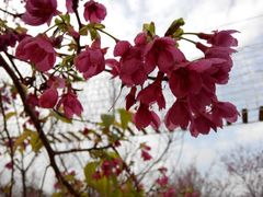 android_upload_pic-天适樱花悠乐园