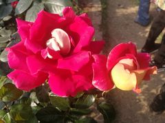 -人民公园(罗湖区)