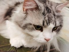-猫咪博物馆(顶澳仔猫街店)