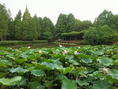 -上海滨江森林公园