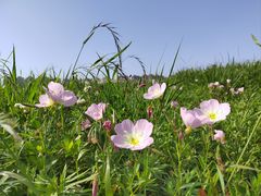 -洋湖国家湿地公园