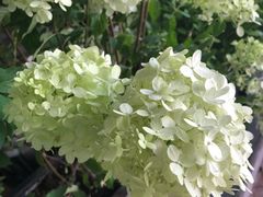-法桐蛋糕·手作面包(万象城店)