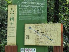 -莫里热带雨林景区