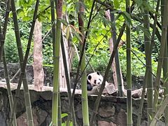 -都江堰中华大熊猫苑