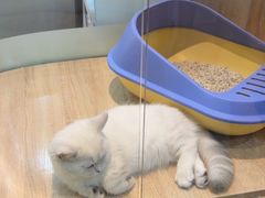 -BABIT巴比特宠物(MOMOPARK店)