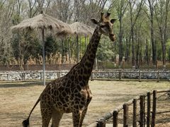 -北京野生动物园