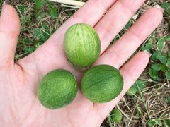 -汉长安城未央宫国家考古遗址公园