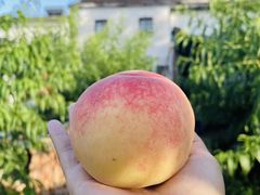 -老袁家蜜桃农场·阳山水蜜桃