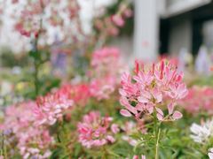 -深圳国际园林花卉博览园