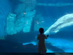-海合安武汉极地海洋公园