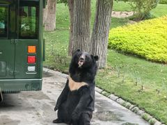 -北京野生动物园