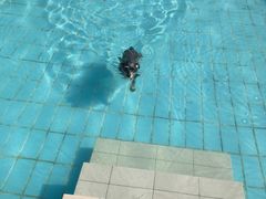 -趣玩宠物乐园寄养训犬训狗游泳池