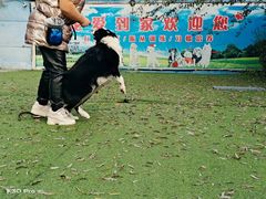 -宠物寄养训练学校