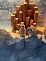 -Zoolung Zoolung动物主题公园(海信广场店)