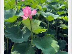 -荷塘月色湿地公园·向阳花洲