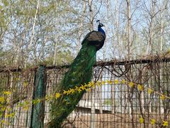 -北京麋鹿生态实验中心