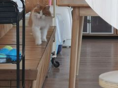 -猫的茶·猫咖
