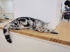 -李小姐の猫咖啡馆(五角场店)