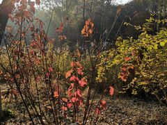 -大兴滨河森林公园