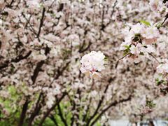 -海棠花溪(元大都城垣遗址公园)