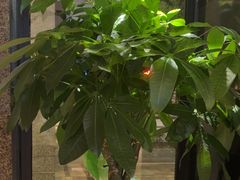 -麦子MaiMassage(打浦桥店)