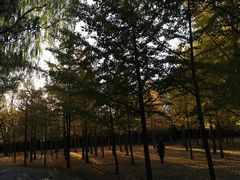 -莲花池公园