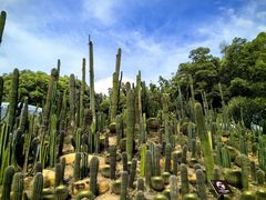 -深圳仙湖植物园