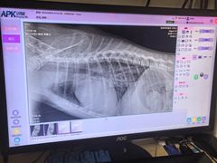 -瑞派宠物医院·24h·骨外科·皮肤科·全科宠物医疗转诊中心(沈阳浑南院)