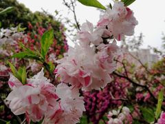 -南汇桃花村