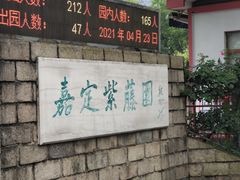 -嘉定紫藤园