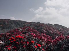 -贵州百里杜鹃风景名胜区