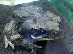 -上海大自然野生昆虫馆