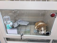 -唐小姐の私宠·宠物洗护美容·撸猫馆·购宠(周浦万达旗舰店)