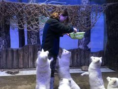 -芜湖新华联大白鲸海洋公园