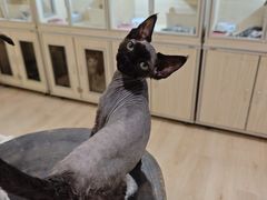 -70cat德文卷毛猫·缅因猫纯种猫舍