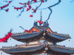 -梅花山(明孝陵内)