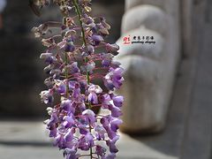 -北京国子监胡同