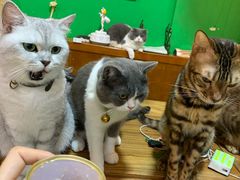-李小姐の猫咖啡馆(五角场店)