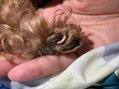 -纳吉亚猫专科动物医院博雅分院