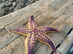 -大熊猫毛肚火锅(烟台万象汇店)