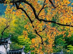 -塔川景区