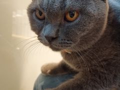 -帕帕拉兹宠物(亚洲旗舰店)