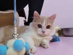 -爪爪喵星球·猫舍(前海卓越店)