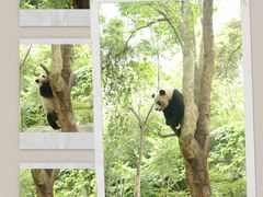 -成都大熊猫繁育研究基地