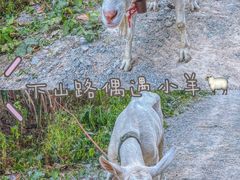 -黄埔油麻山森林公园