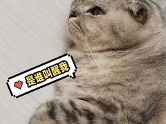 -猫咪派对(江南西店)