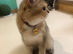 -猫在这儿猫咪咖啡馆·撸猫馆