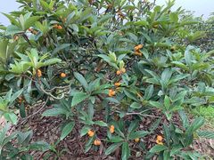 -塘栖枇杷特色园区