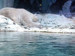 -海合安青岛极地海洋公园